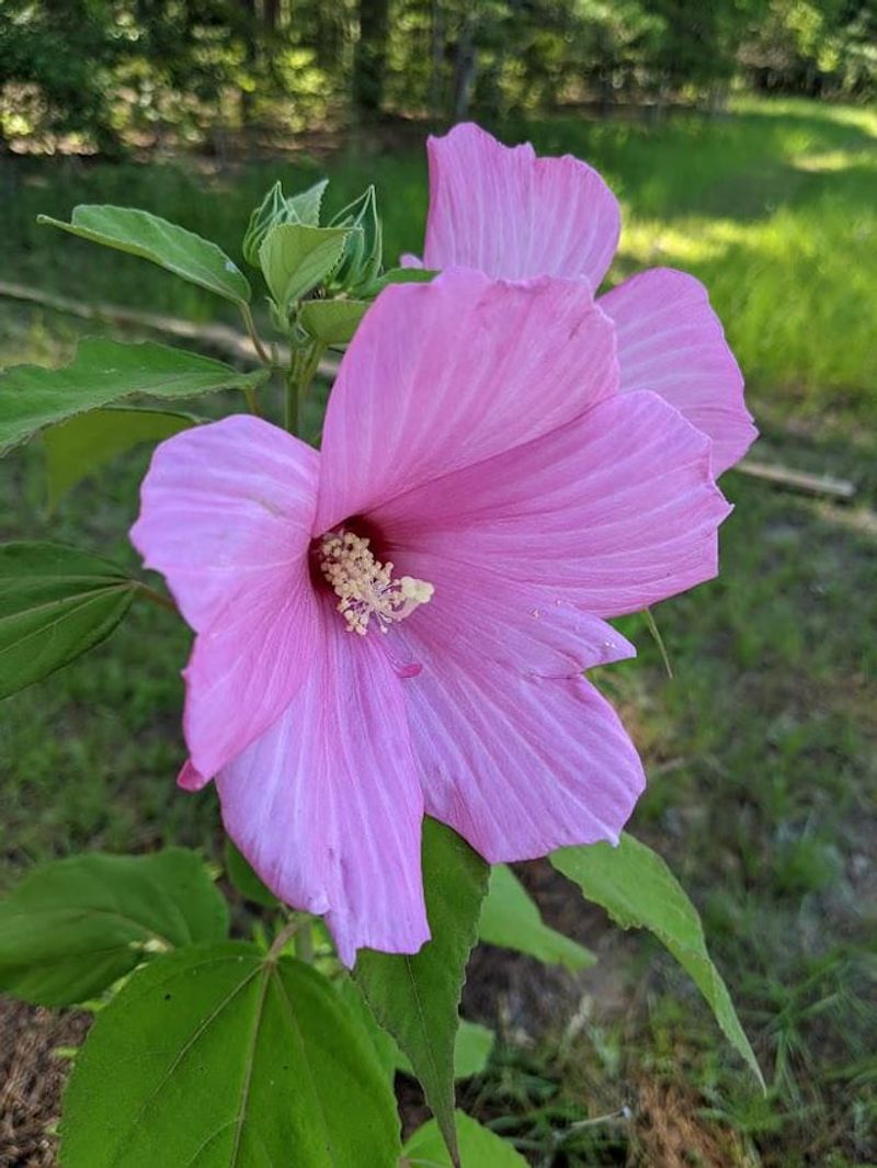 Match the plant to a sunny, consistently moist site