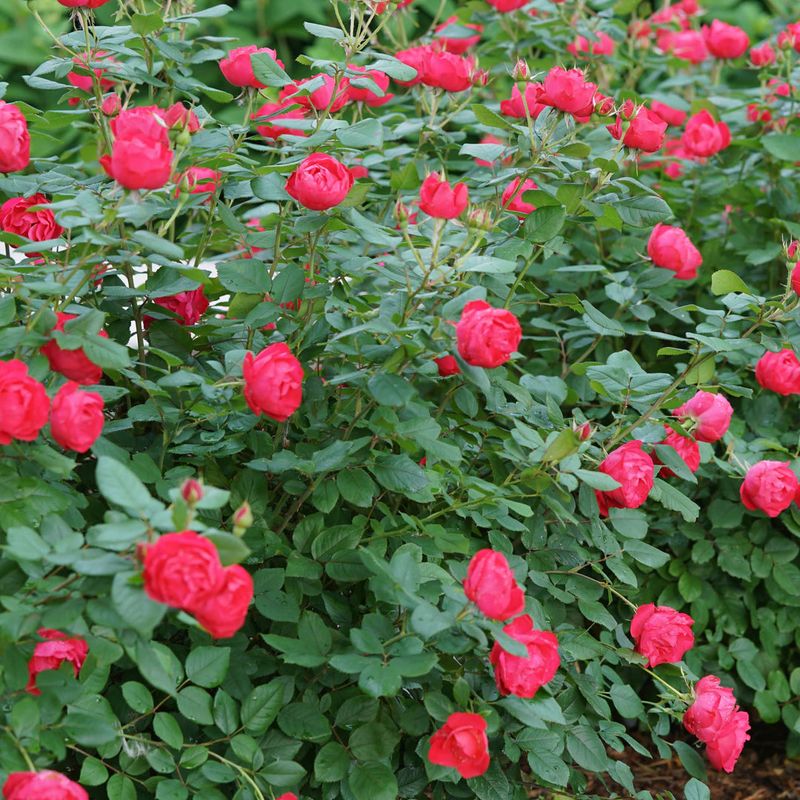 Shrub Roses
