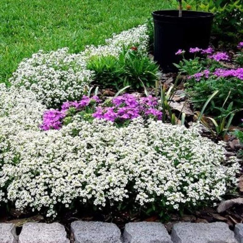 Sweet Alyssum