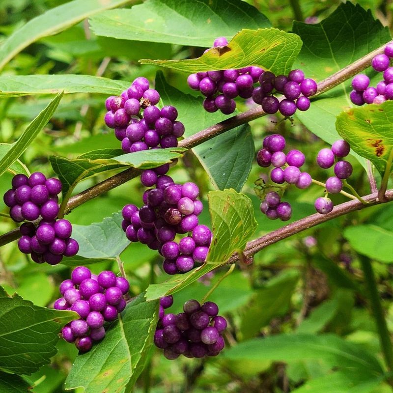 Meet American beautyberry before you shop