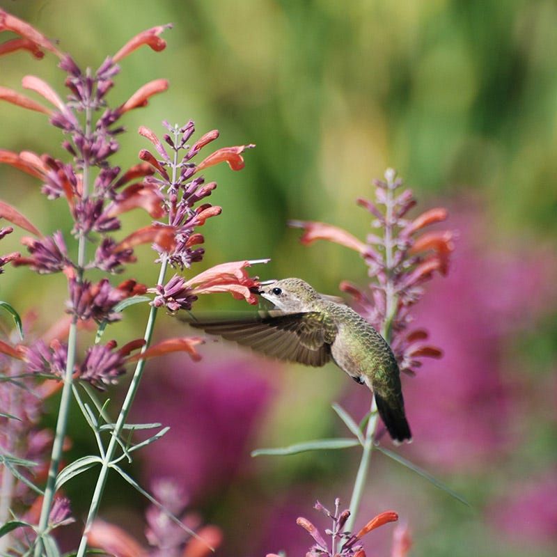 Agastache (Hummingbird Mint, Hyssop)