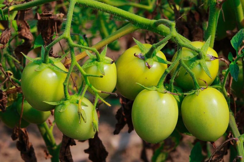 Topping may favor existing fruit, but it cannot promise ripe tomatoes