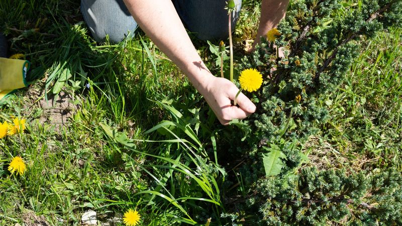 Eliminate Weeds First
