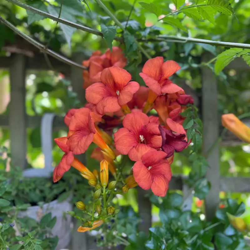 Trumpet Vine (Campsis radicans)