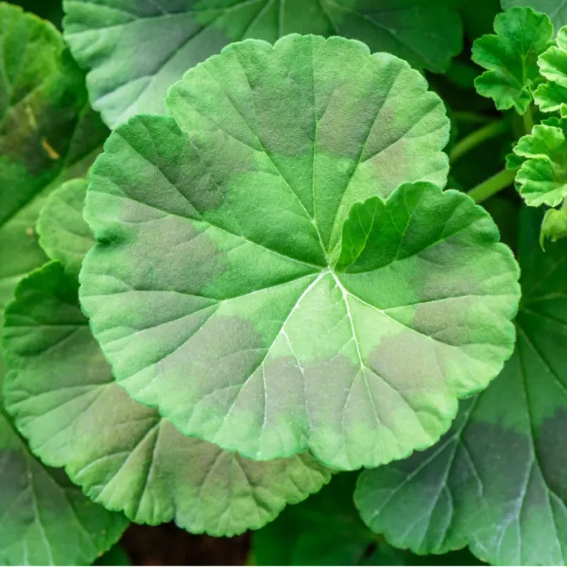 Go Easy on Nitrogen to Avoid an All-Leaves Plant