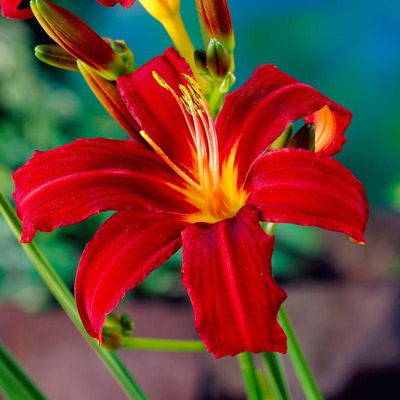 Daylily