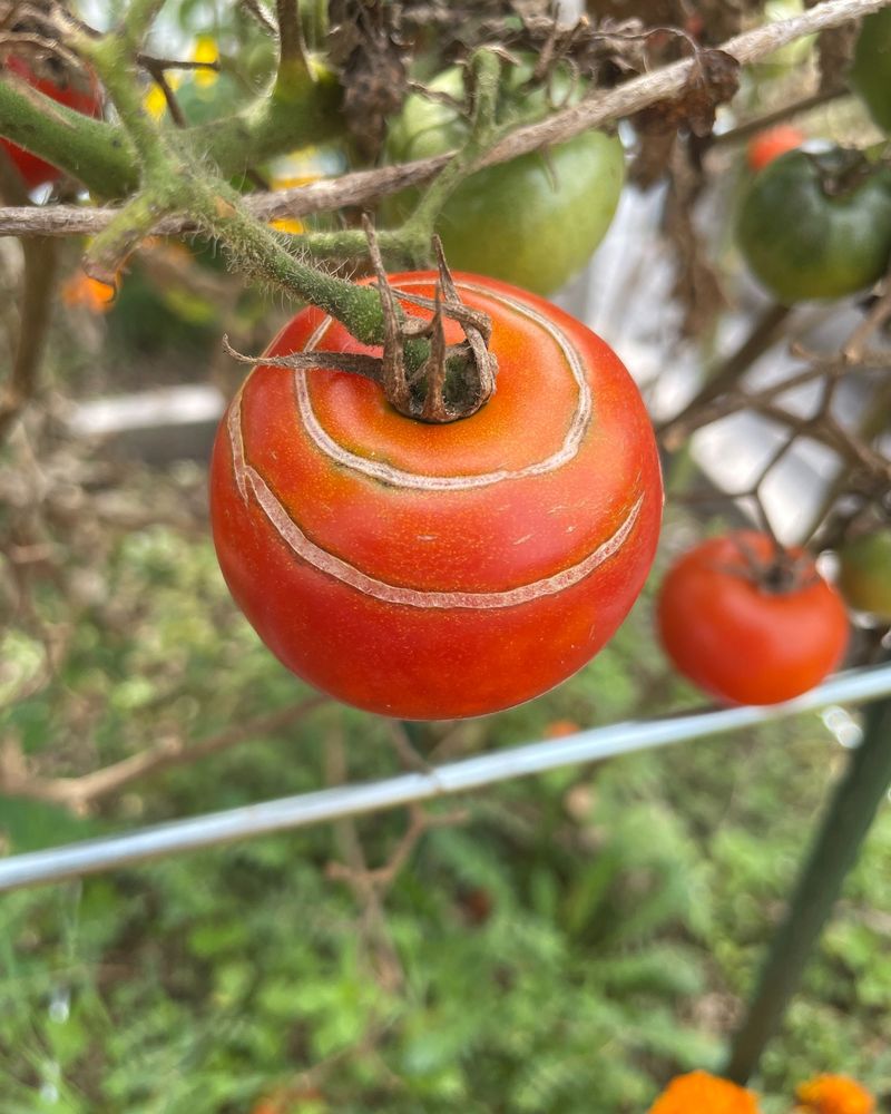 Tomato cracks follow sudden changes in moisture