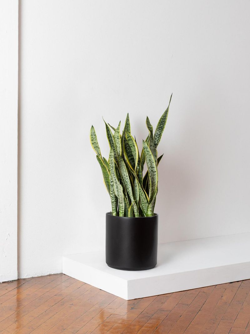 Snake Plant