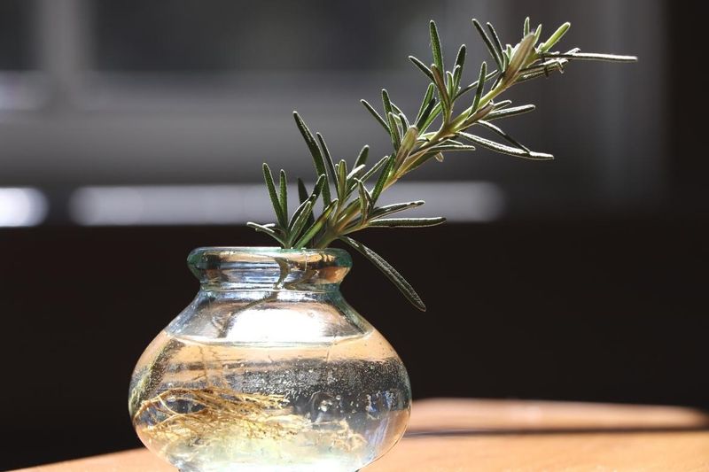 Set up the cutting in water