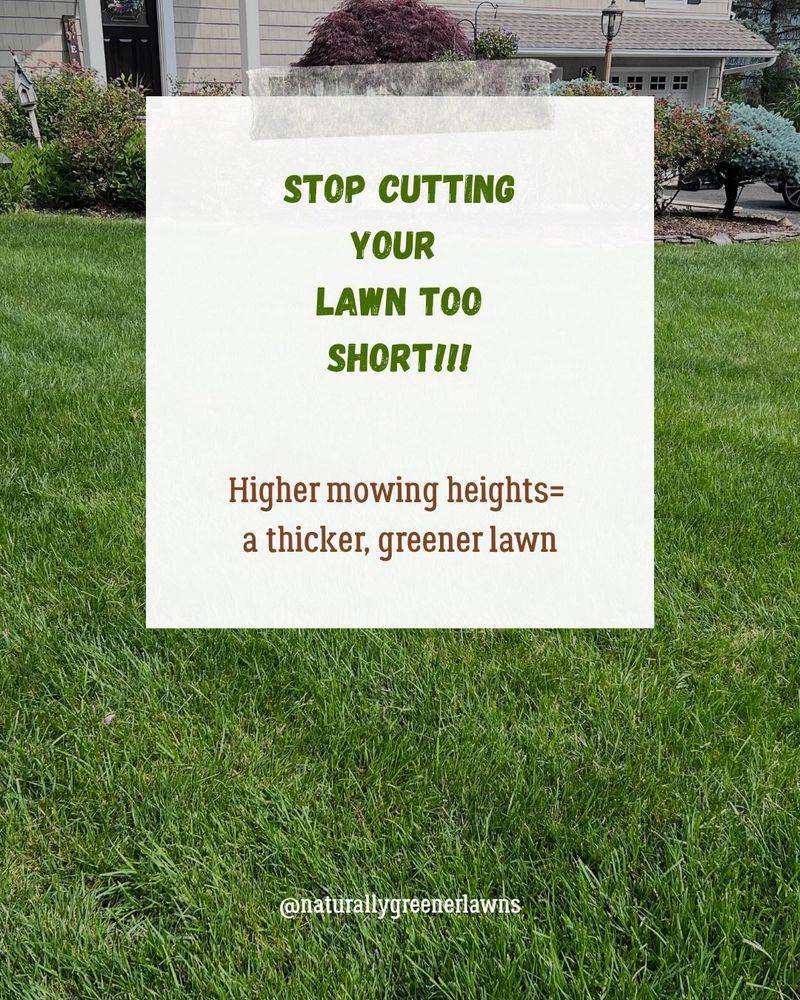 Taller, denser turf can compete with new clover