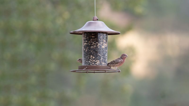 Hanging Bird Feeders Close to the Windows