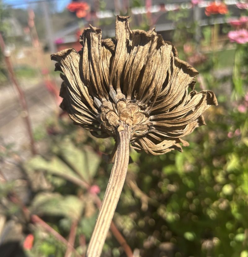 Harvest the Dried Zinnia Flower Heads