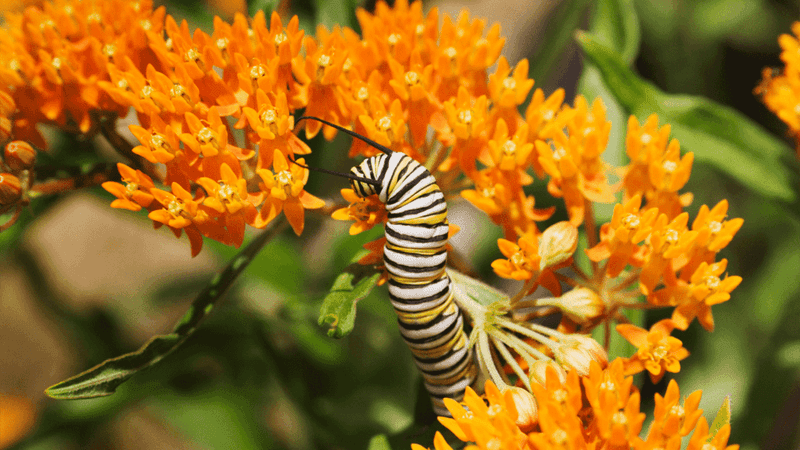 Support a food web instead of spraying every insect
