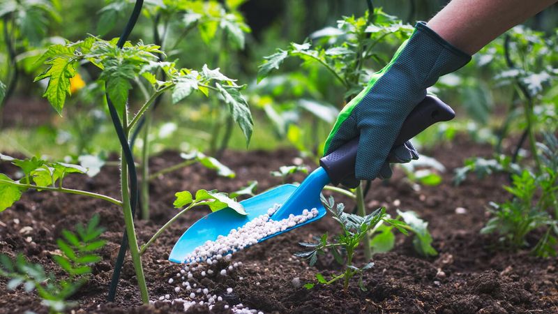 How excess nitrogen can favor leaves over roots