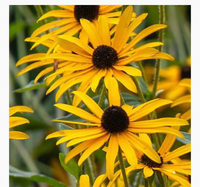 Black-Eyed Susan (Rudbeckia hirta)