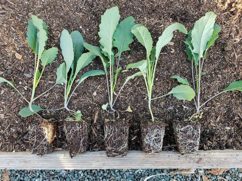Protect young plants from interrupted growth