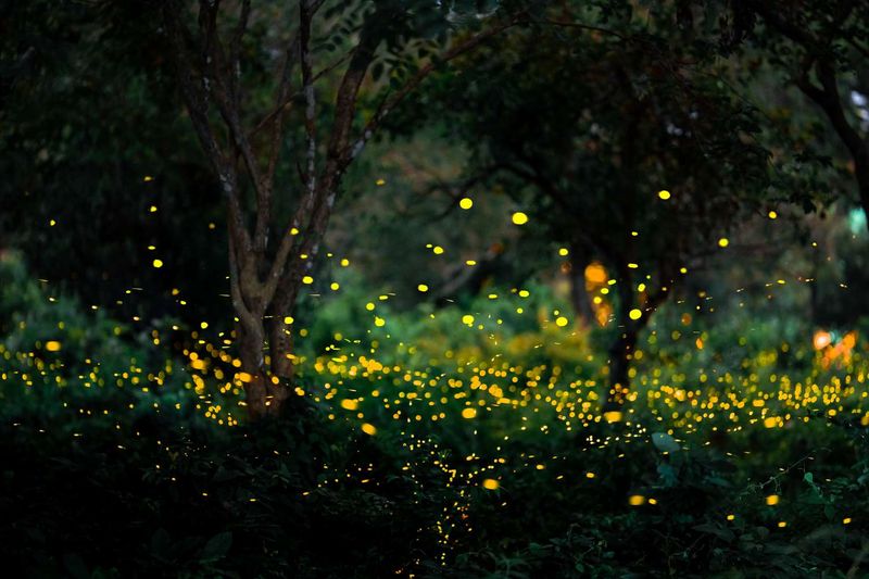 Let the Fireflies Guide Better Stewardship