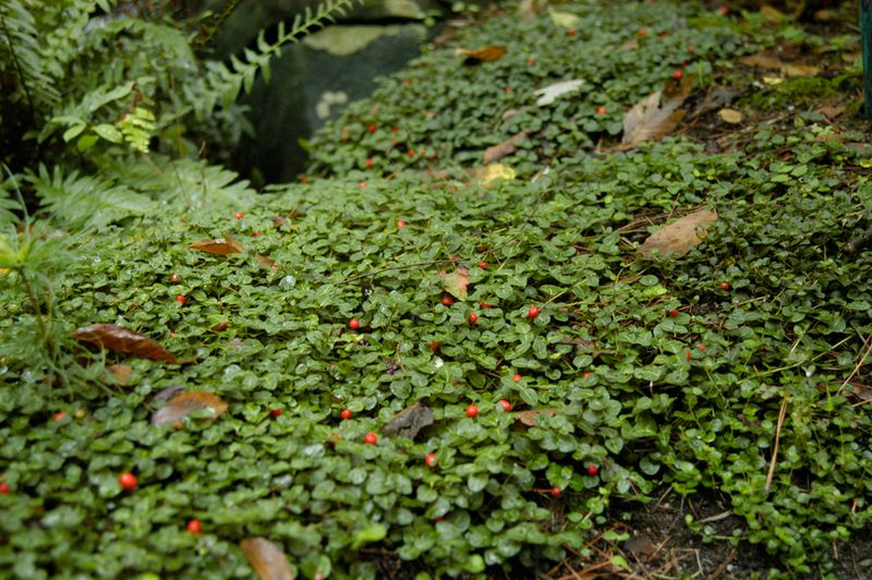Partridgeberry can slowly green a suitable shade bed
