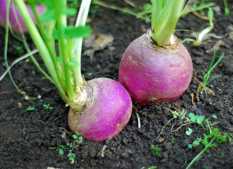 Harvest at a usable size