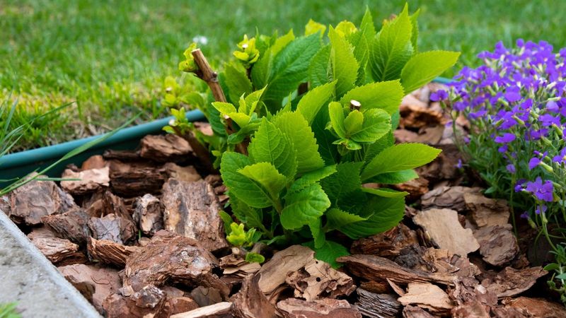 Mulch to Lock In Moisture and Cool the Roots