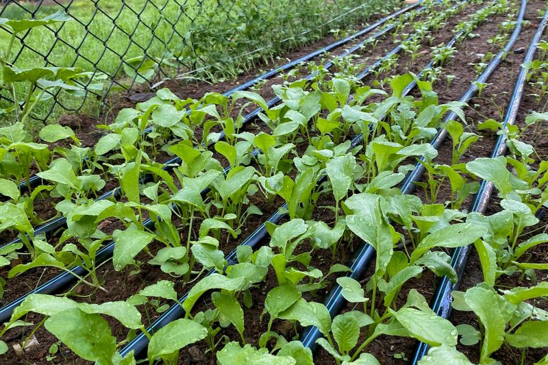 Keep the seedbed evenly moist as seedlings establish
