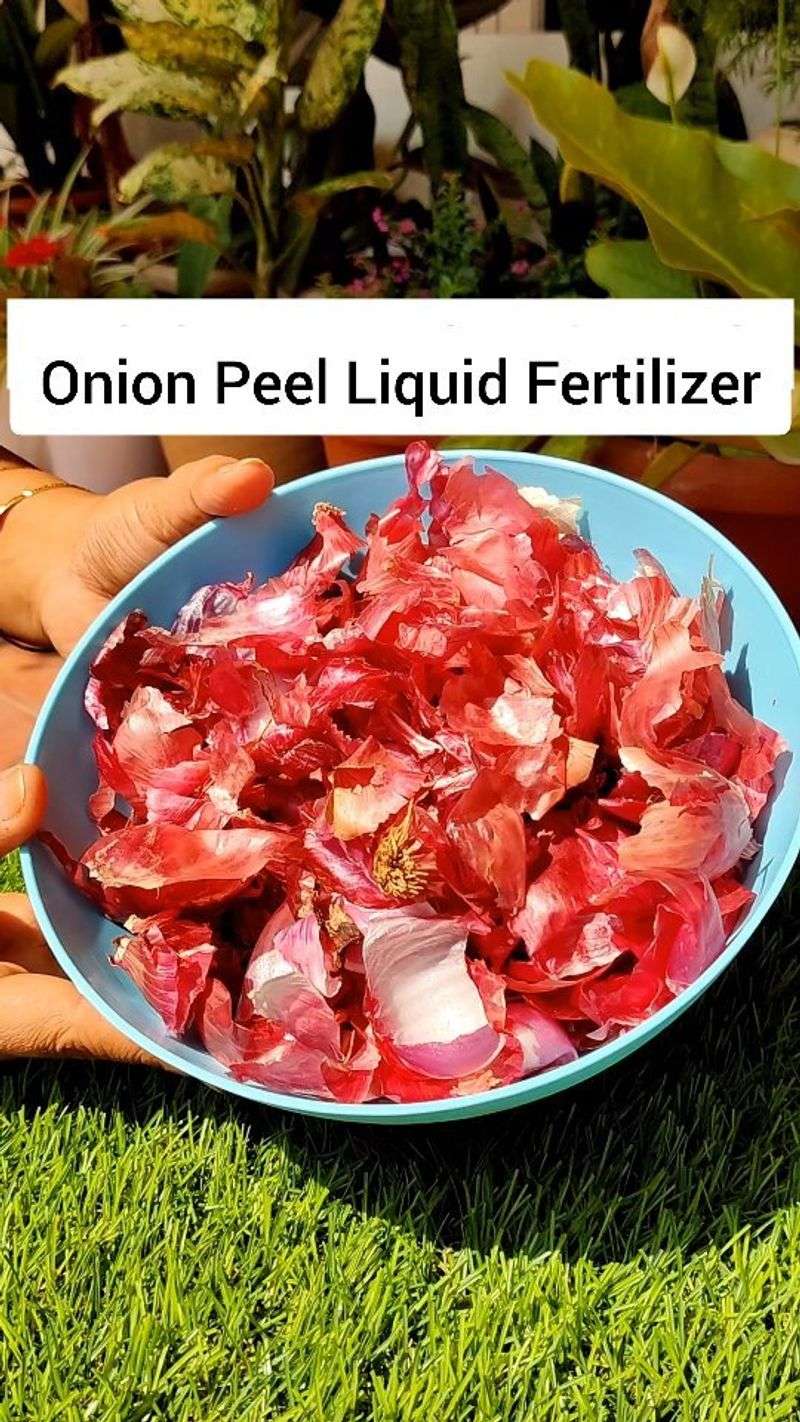 Onion Skins