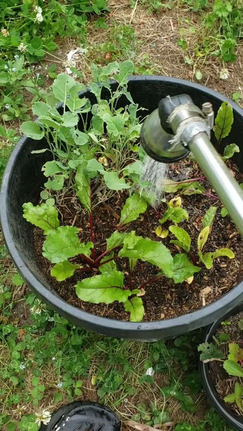 Water the soil line while keeping moisture moderate