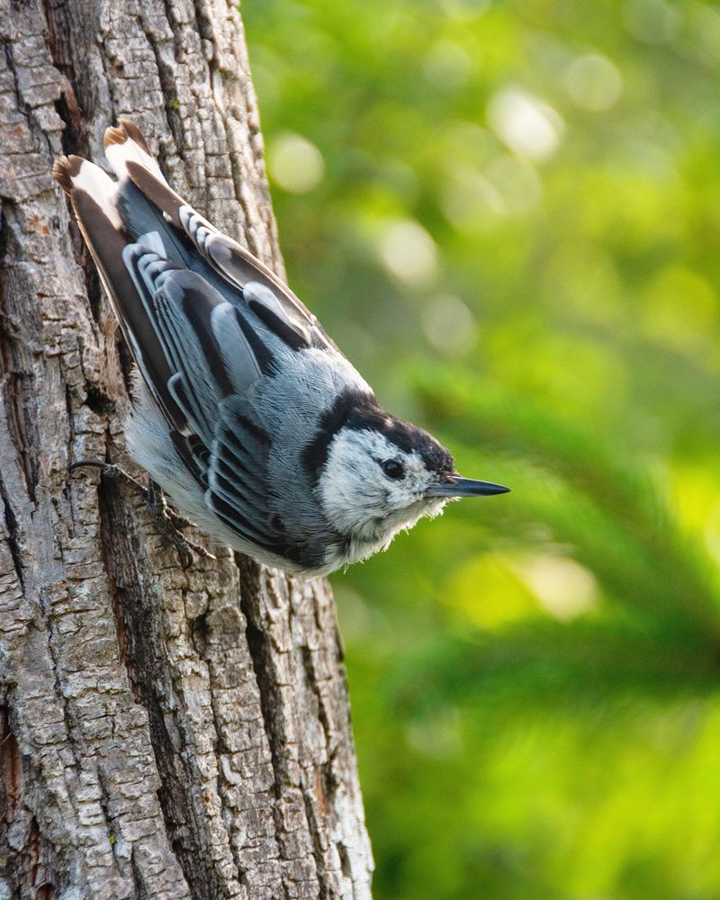 White-breasted Nuthatches