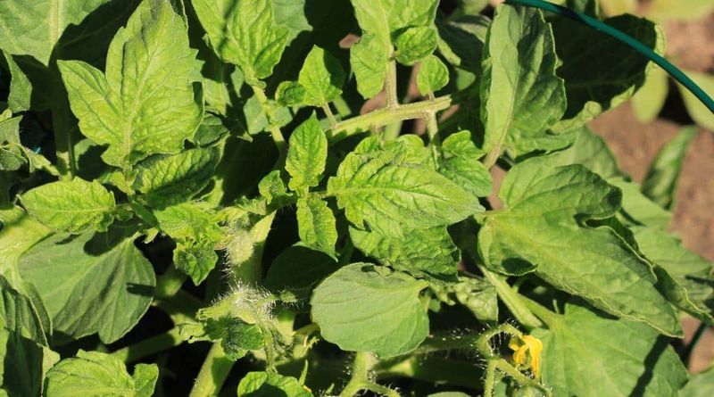 Feeding Too Much Nitrogen Fertilizer