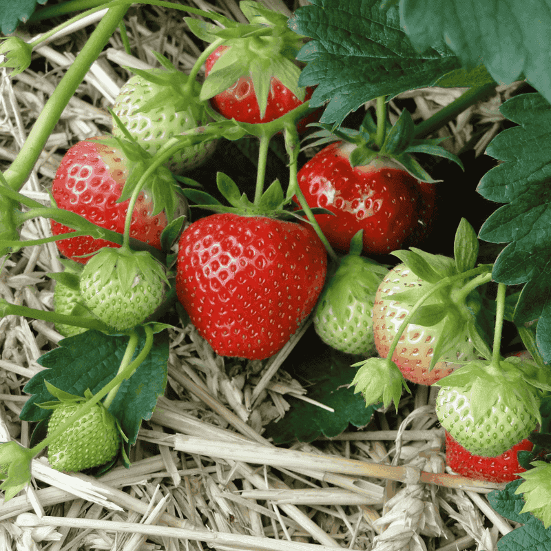 Choose a June-Bearing Variety