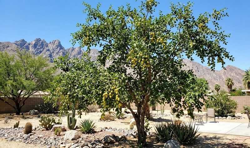 Choose jujube for site fit, not a no-water promise