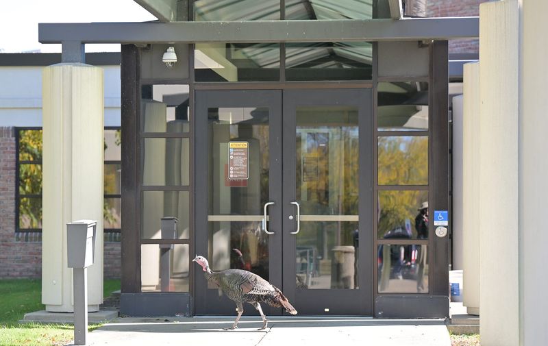 Remove the human-made reasons turkeys linger