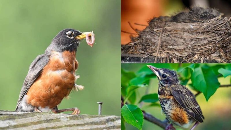 Treat the nest timeline as an estimate, not a deadline