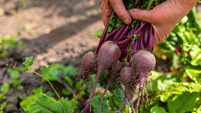 Late thinning can still improve a fall planting