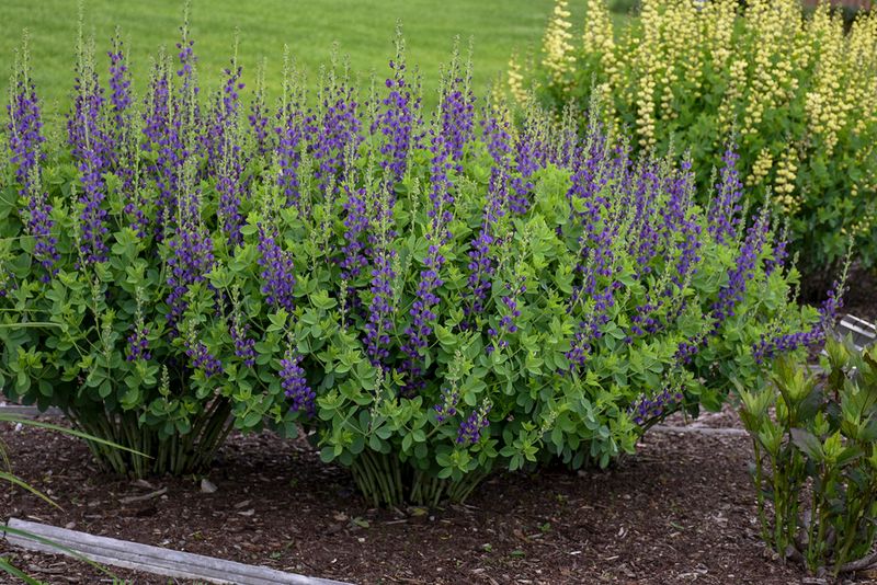Decadence Baptisia (False Indigo)