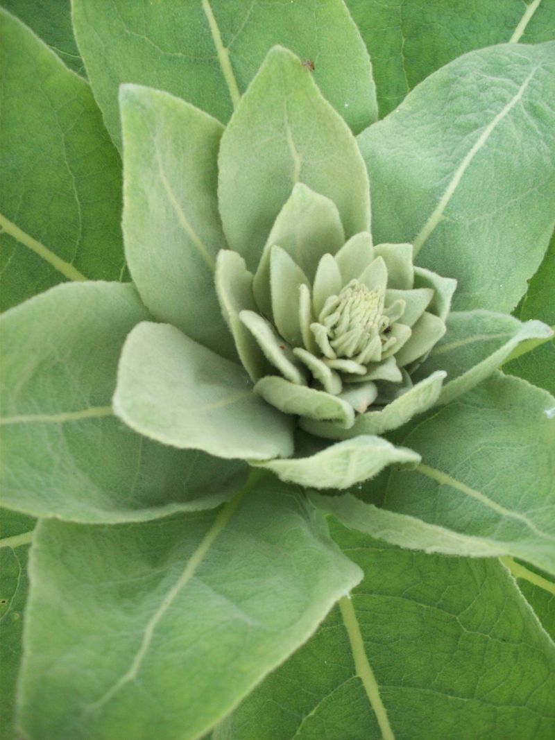 The fuzzy roadside rosette points to common mullein