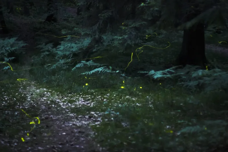 Protect One Firefly Refuge Without Abandoning the Yard