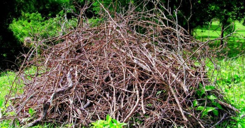 A brush pile can shelter more than garden debris