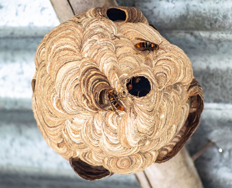 Mild Winters Let Some Colonies Survive Into Giant Nests