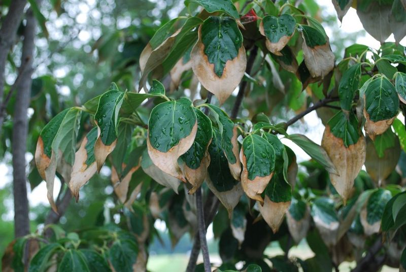 Drought stress can linger where it occurred