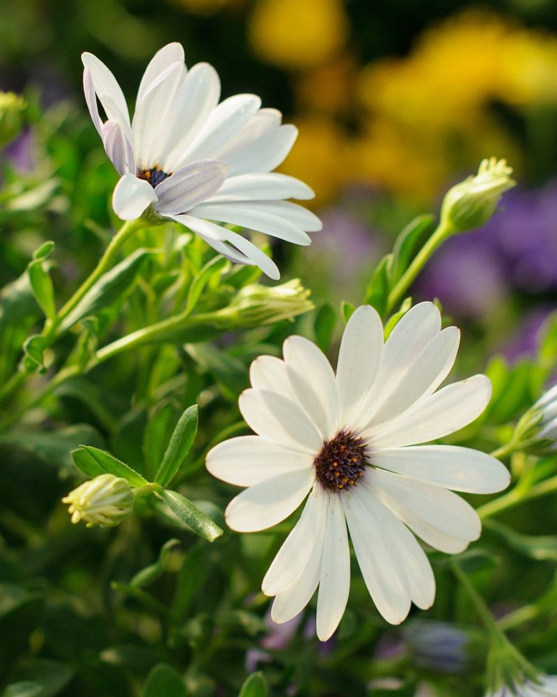 African Daisy