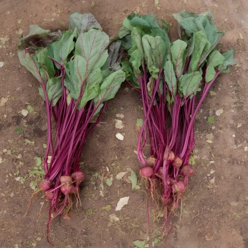 When nitrogen can favor foliage over root quality