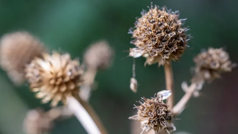 Spent Flower Seed Heads