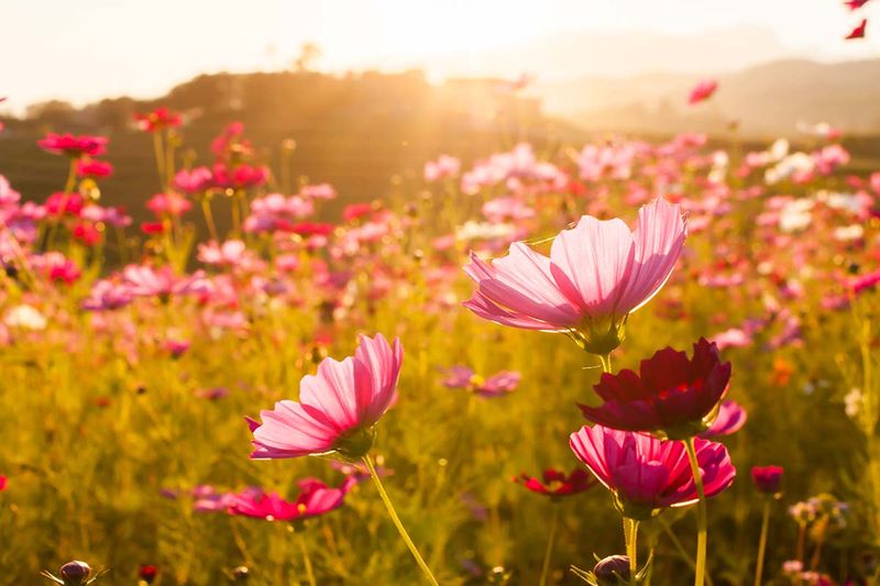 Cosmos
