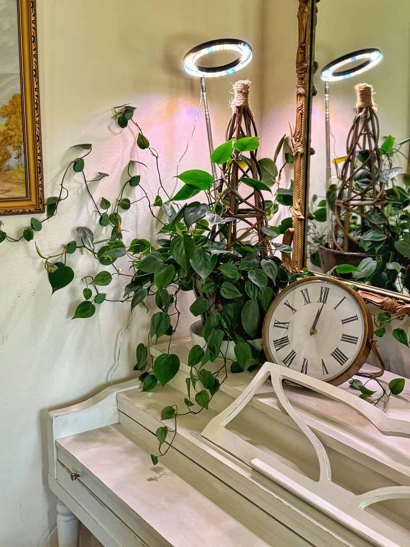Heartleaf Philodendron