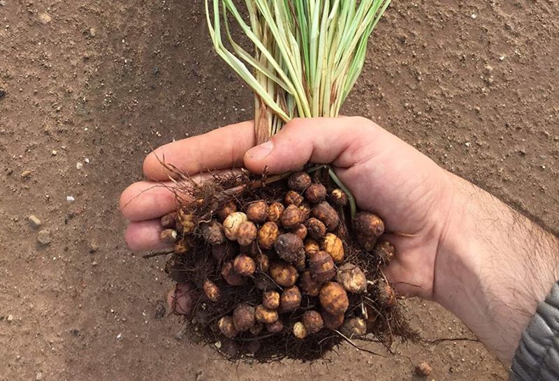 Yellow nutsedge produces tubers known as tiger nuts