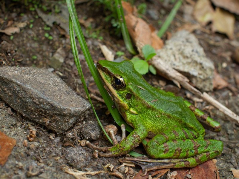 Frogs