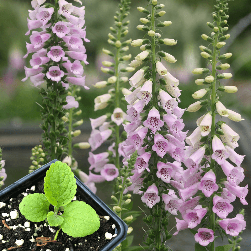 Foxglove (Digitalis)