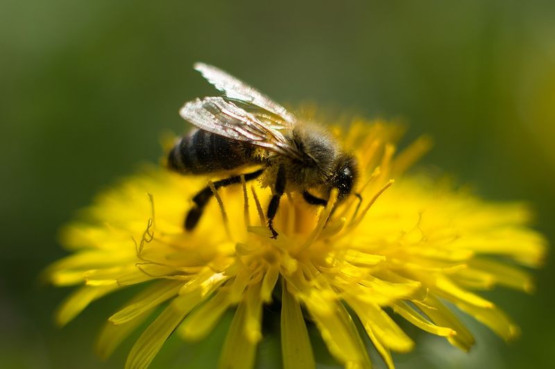 Early flowers offer limited pollinator value