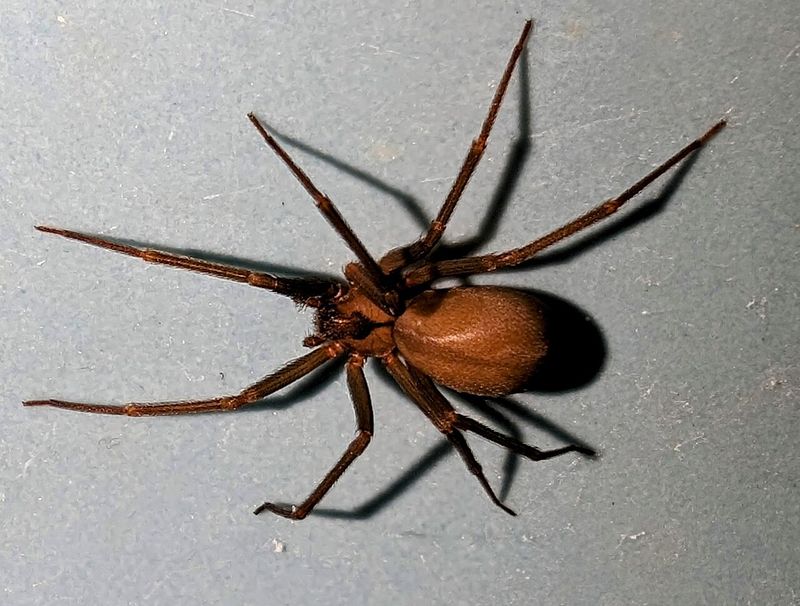 Know when a spider comparison calls for more caution
